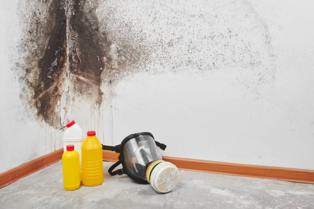 Best Mold Damage Repair  in Seneca, MO