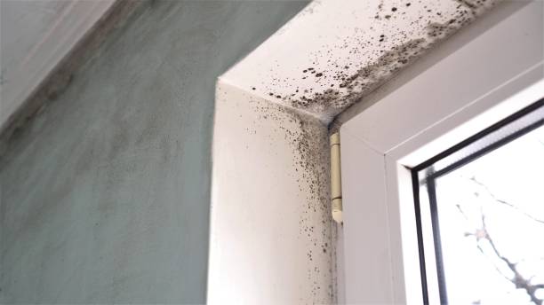 Best Toxic Mold Removal  in Seneca, MO