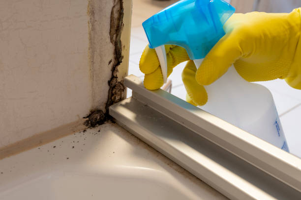 Best Attic Mold Removal  in Seneca, MO