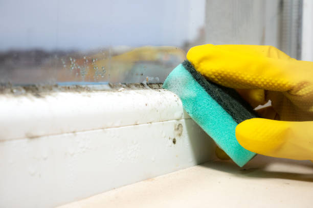 Best Office Mold Removal Services  in Seneca, MO