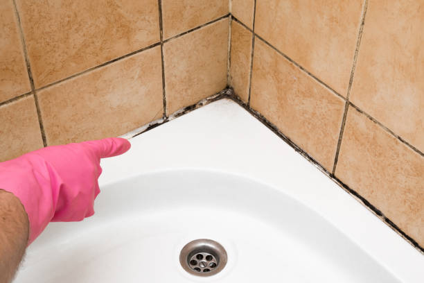Best Local Mold Removal Service  in Seneca, MO